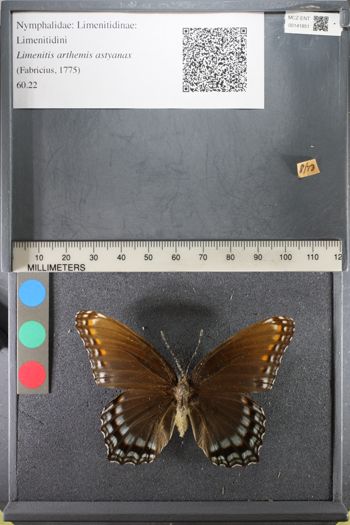 Media type: image;   Entomology 141851